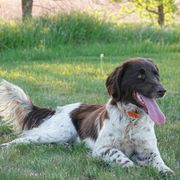 Kleine Munsterlanders from Gould Hunting Dogs