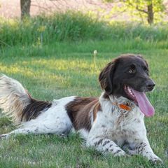 Kleine Munsterlanders from Gould Hunting Dogs