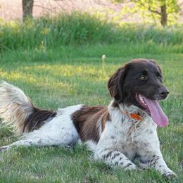 Kleine Munsterlanders from Gould Hunting Dogs