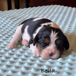 Bella - Tri-color female Cavalier King Charles Spaniel puppy in Howardsville, Virginia from Spectacular Aussies and Cavaliers