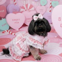 Shih Tzu puppies from North State Shih tzus
