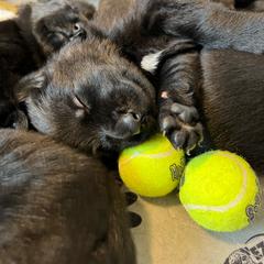 German Shepherd Puppies from Von Lambor German Shepherds