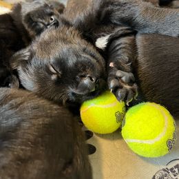 German Shepherd Puppies from Von Lambor German Shepherds