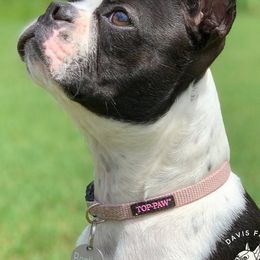 Boston Terriers from Davis Farm Boston Terriers