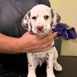 Scrabble - White and liver brown male Dalmatian puppy in New Jersey from Prestige Dalmatians