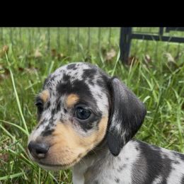 Dachshund Puppies from Weenie Bros