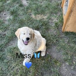 Miss Light Blue - Light golden female Golden Retriever puppy in Carmichael, California from Sadie Lane Family Goldens