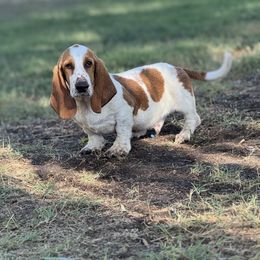 Goofy - Basset Hound