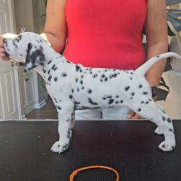 Dalmatian Puppies from Spotted Theory