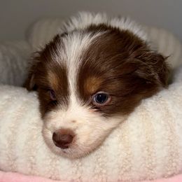Willow - Red tri-color female Australian Shepherd puppy in Anniston, Alabama from All Hale Aussies