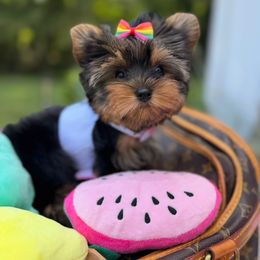 Pumpkin - Black and tan female Yorkshire Terrier puppy in North Chelmsford, Massachusetts from Coastal Yorkshire Terrier Yorkies & Biewer Terriers