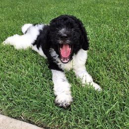 Poodle Puppies from Timber Hills Poodles and Doodles