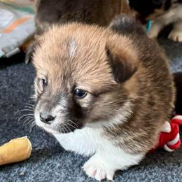 Charlie - Sable male Pembroke Welsh Corgi puppy in Nortonville, Kansas from Low Riders Corgis & Mini Aussies