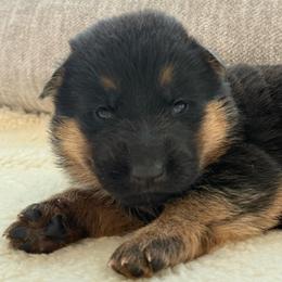 White Girl - Black and red female German Shepherd puppy in Battle Ground, Washington from Purebred Elite Shepherds