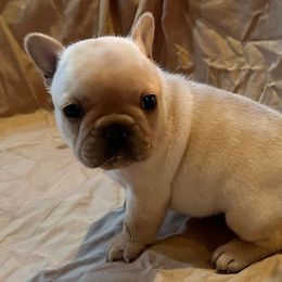 Bulldog, Bullmastiff, and French Bulldog Puppies from River Region Bullies