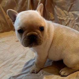 Bulldog, Bullmastiff, and French Bulldog Puppies from River Region Bullies