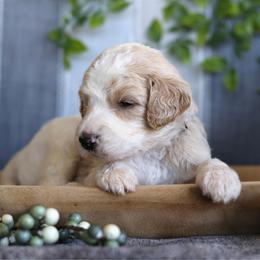 Lucky - Parti male Goldendoodle puppy in Cherry Creek, New York from Doodles Pups of NY