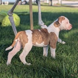 Bentley - White and brindle female American Bulldog puppy in Erie, Pennsylvania from Elijah's American Bulldogs LLC
