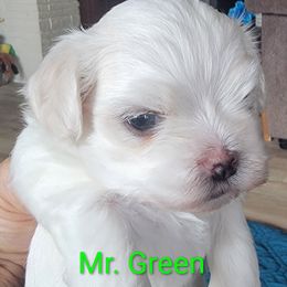 Mr. Green - White male Maltese puppy in Allentown, Pennsylvania from Linda's Lovely Maltese