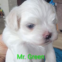 Mr. Green - White male Maltese puppy in Allentown, Pennsylvania from Linda's Lovely Maltese