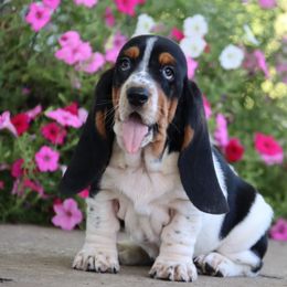 Zinnia - Black brown and white female Basset Hound puppy in Pollock, Missouri from Northstar