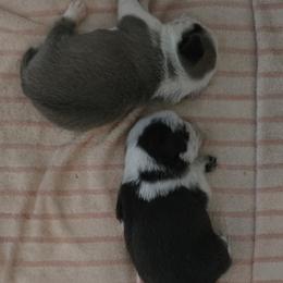 Pug Puppies from Royal House of Pugs