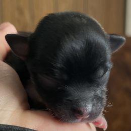 Jane - Black female Chihuahua puppy in Westport, New York from Chantilly chihuahuas