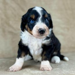 BTM - Black tri-color male Aussiedoodle puppy in Prague, Oklahoma from Classic K9’s  Aussies & Doodles