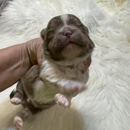 Lavender and white boy - Liver and white male Shihpoo puppy in Newark, Ohio from Gemini Kennels