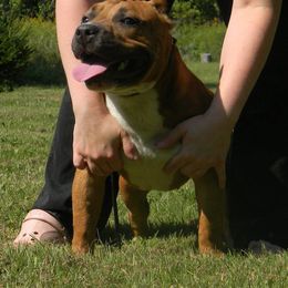 American Bully All Grown Up from Tranquility Bullies