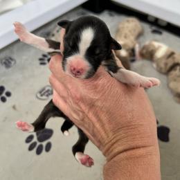 Btf - Black tri-color female Australian Shepherd puppy in Magee, Mississippi from Paint ByNumbers Ranch