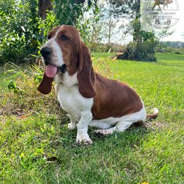 Emma - Basset Hound