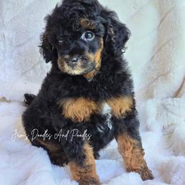 Fire - Phantom male Poodle puppy in Cleveland, Georgia from Jam's Doodles And Poodles