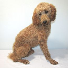 Whiskey - Poodle
