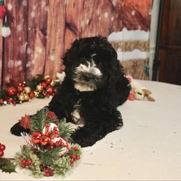 Raven - Black and chalk female Australian Labradoodle puppy in Saint Louis, Missouri from Gateway Australian Labradoodles