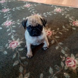 Abigail - Fawn female Pug puppy in Fall Creek, Wisconsin from Heartville Pugs