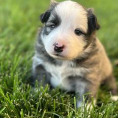 Icelandic Sheepdog Puppies from Tobiasson icie
