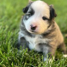 Icelandic Sheepdog Puppies from Tobiasson icie