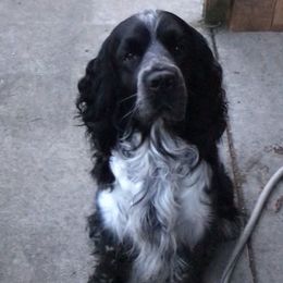 Ollie - English Springer Spaniel