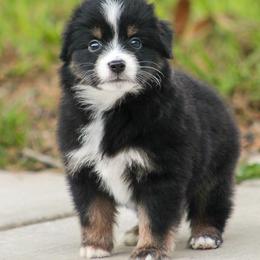 Merida - Black tri female Miniature American Shepherd puppy in San Benito, Texas from Vaquera's Miniature American Shepherds