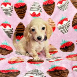 Cream Female Soft Wire Purple Collar - Cream female Dachshund puppy in Cleveland, Tennessee from Kelly's Doxie Farm