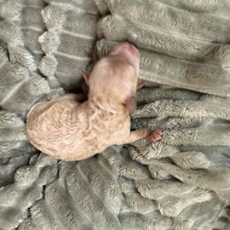 Dani - Apricot female Poodle puppy in Azle, Texas from Texas Kissed K9s