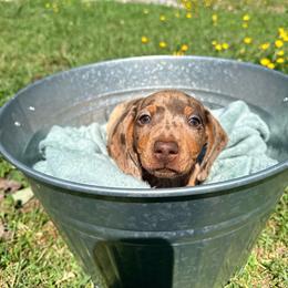 Waylon - Dapple male Dachshund puppy in Crossville, Tennessee from Golden Mini Farm