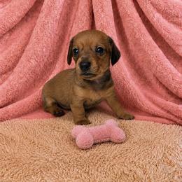Robin - Red female Dachshund puppy in Richmond, Virginia from Paw Prints