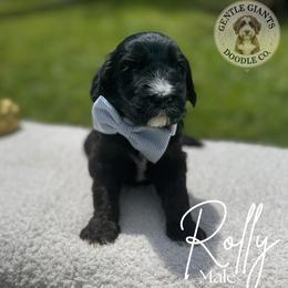 Assorted Doodle Crosses and Bernedoodle Puppies from Gentle Giants Doodle Co.