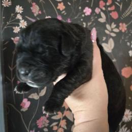 Pink Collar Female - Black brindle female Cane Corso puppy in St. Augustine, Florida from RG2 Cane Corsos