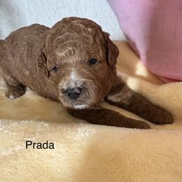 Prada - Red  female Goldendoodle puppy in Danville, Virginia from Stella’s Stunning Goldendoodles of VA