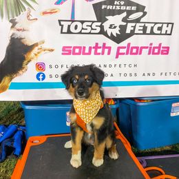 Australian Shepherd Puppies from JS Aussies