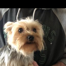 Gizmo - Yorkshire Terrier