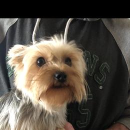 Gizmo - Yorkshire Terrier